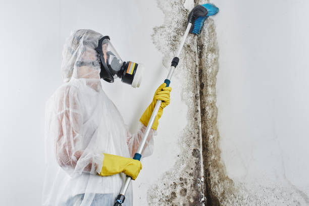 Mold Odor Removal Services in Oronoque, CT